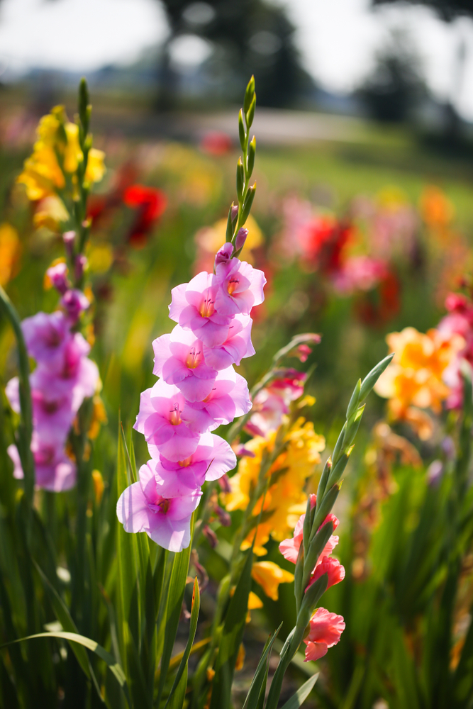 Gladioli,In,The,Field,To,Pick,Yourself,,Cut,Yourself