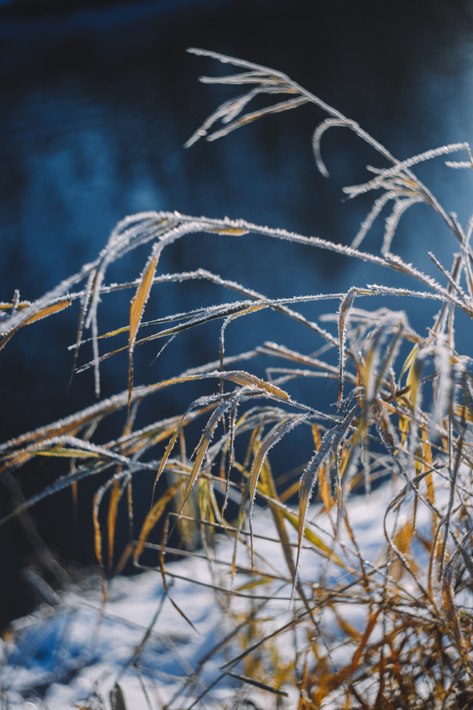 Frozen,Plants,With,Ice,On,Branches,Near,River,In,The