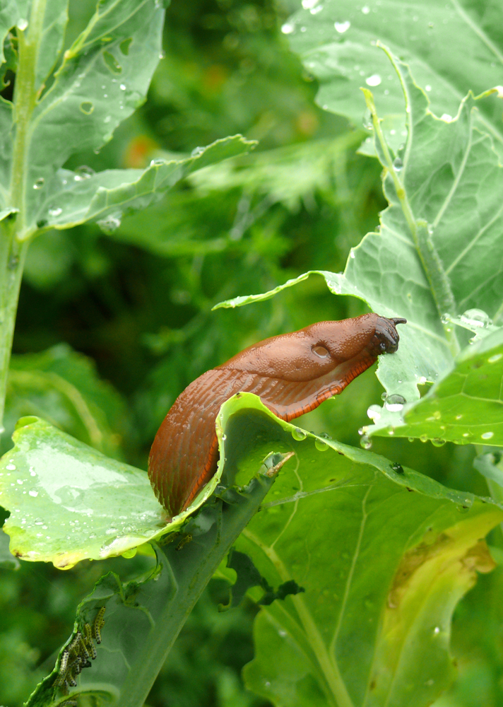 Snail,On,Cabbage,Plant
