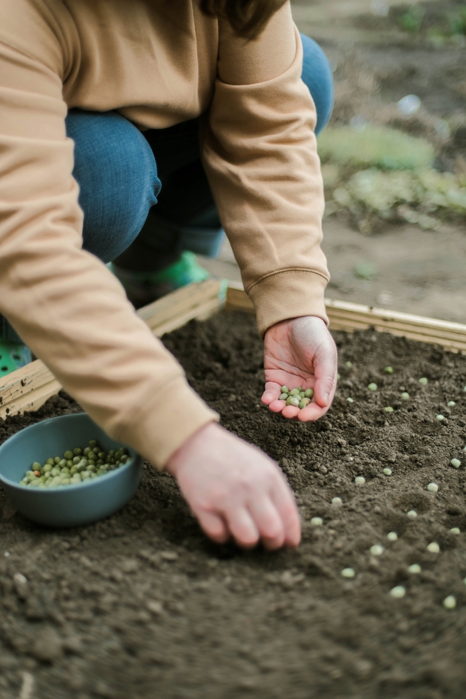 Gardener,Sowing,Peas,Seeds,In,A,Vegetable,Bed.,Preparing,For