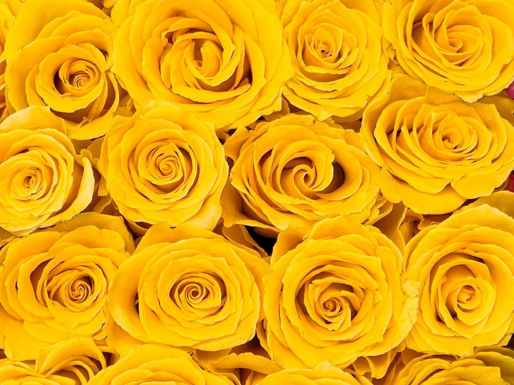 Yellow,Roses,Bouquet,Pattern,Background,,Template,Greetings,Card,Banner,For