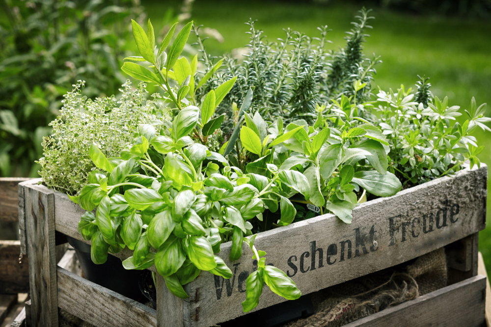 Pots,Of,Assorted,Fresh,Aromatic,Culinary,Herbs,In,A,Wooden