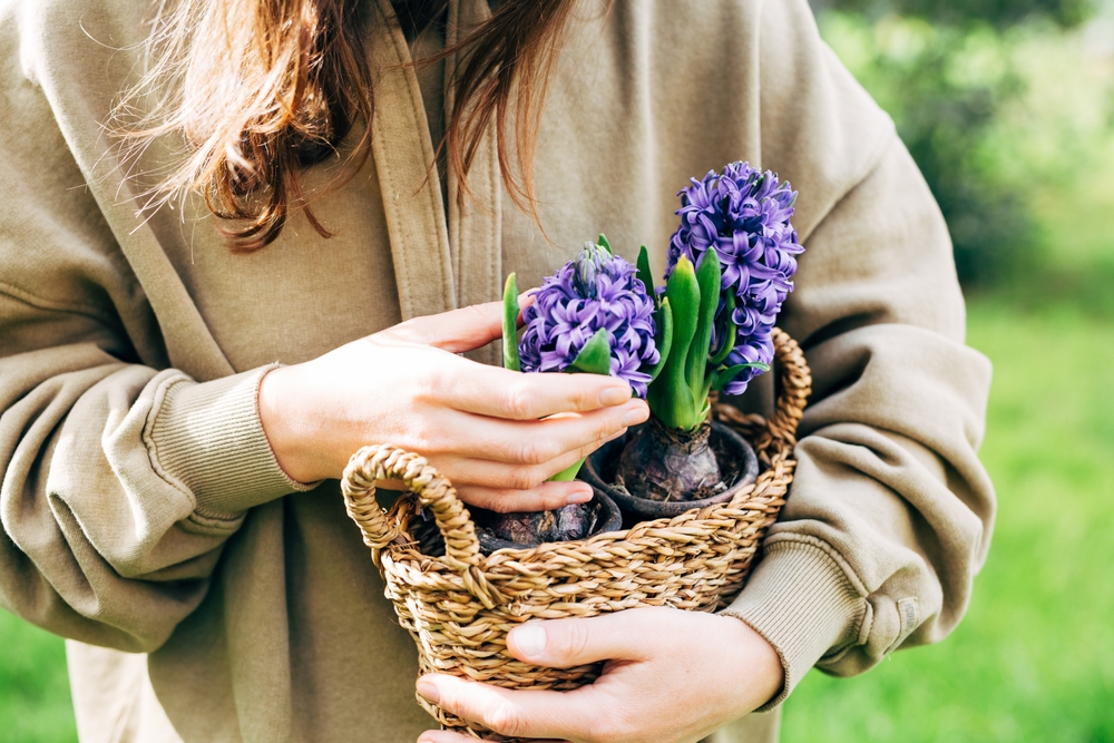 Girl,Holding,A,Basket,Of,Hyacinths,In,The,Garden.,Spring