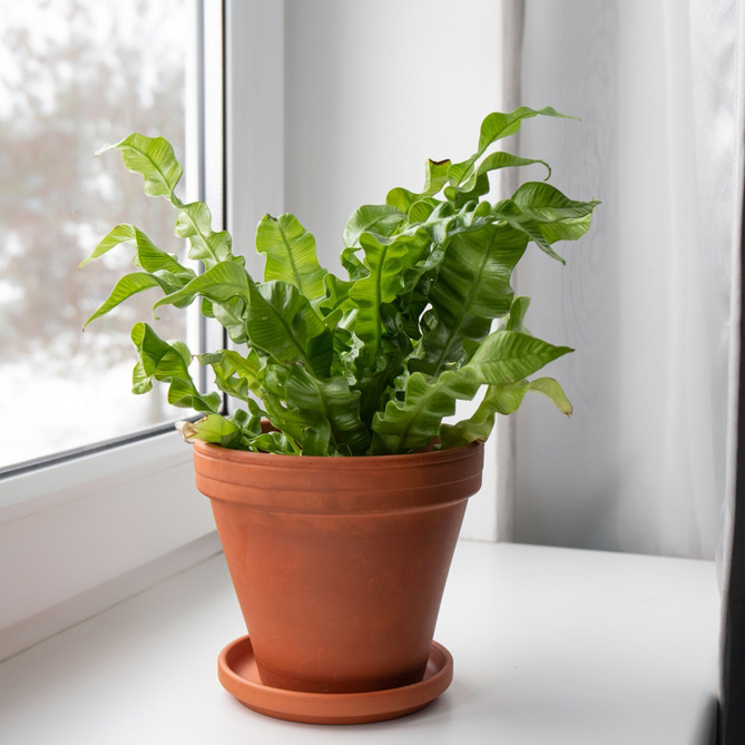 Houseplant,The,Bird's,Nest,Fern,Or,Asplenium,Nidus,The,Newer