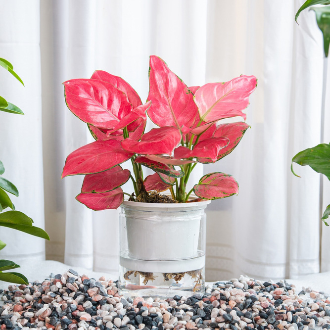 Aglaonema,Red,Emperor,(aglaonema,Lady,Valentin,,Aglaonema,Rotundum,Pink),Aquatic
