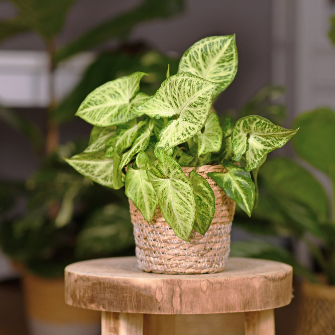 Tropical,'syngonium,Podophyllum,Arrow',Houseplant,In,Basket,Pot,Indoors,On