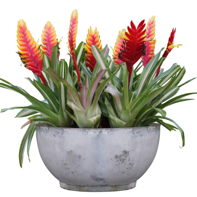 Cluster,Of,Red,Vriesea,Bromeliad,With,Flowers,In,Concrete,Container
