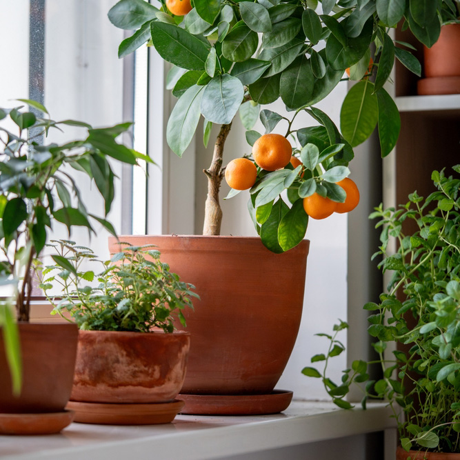 Tangerine,Tree,With,Fruits,In,Terracotta,Pot,On,Windowsill,At