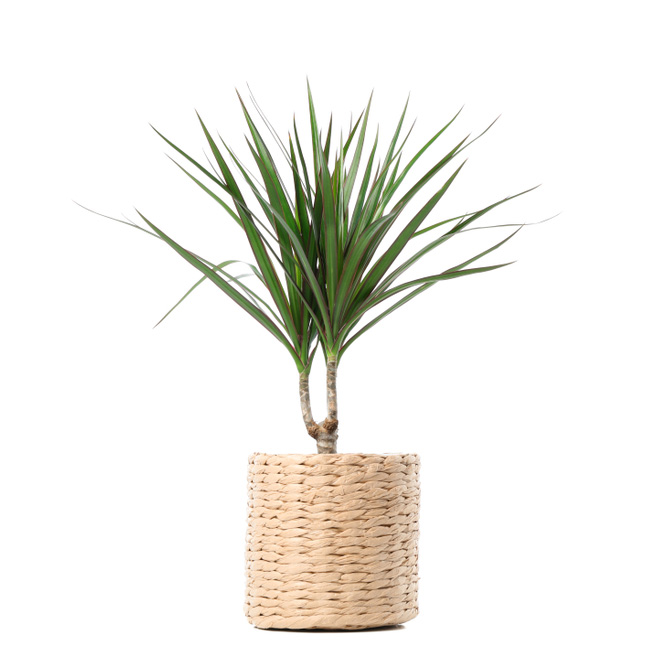 Plant,In,Wicker,Pot,Isolated,On,White,Background