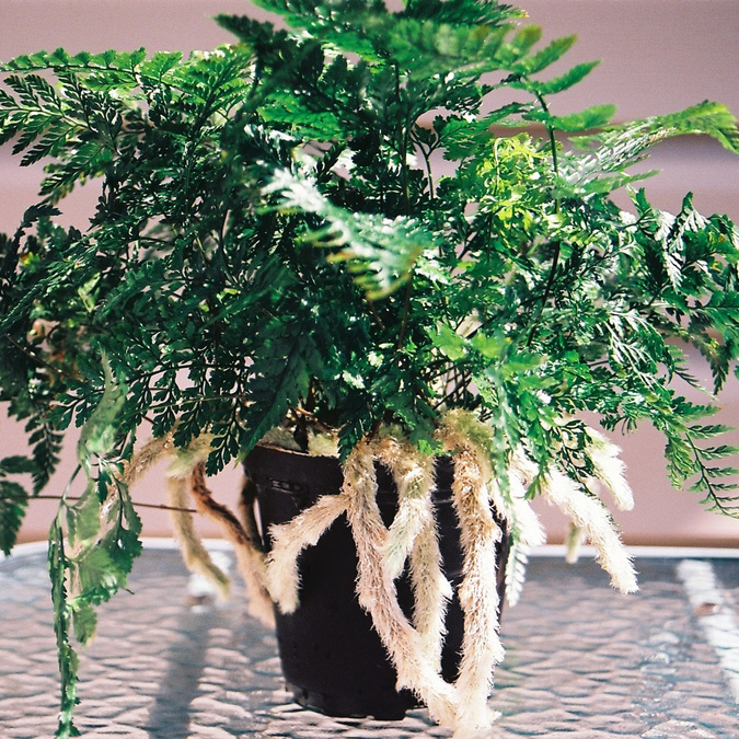 Davallia,Trichomanoides,-,Black,Rabbitís,Foot,Fern