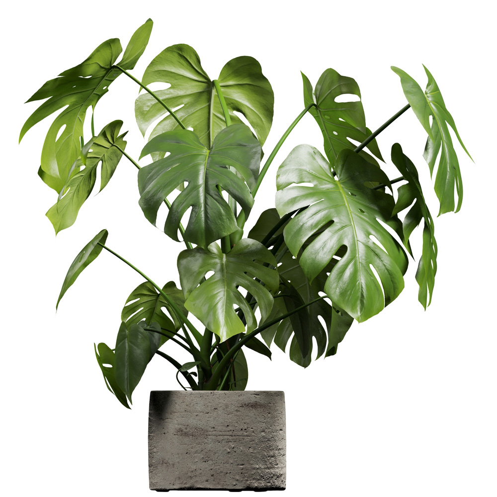 Side,View,Of,Monstera,Deliciosa
