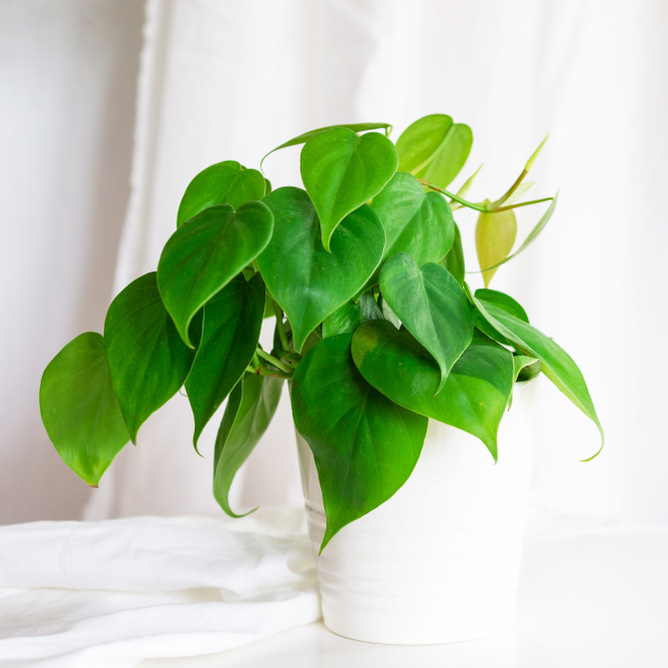 House,Plant,Heart,Leaf,Philodendron,Vine,In,White,Pot