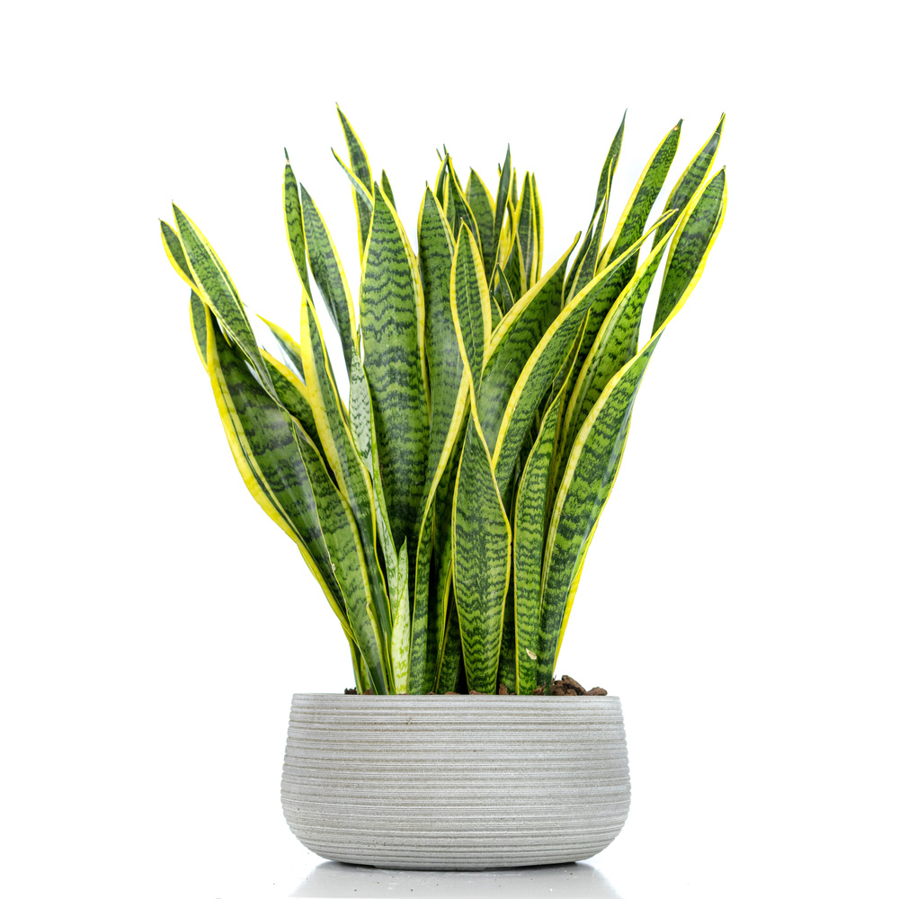 Sansevieria,Plant,In,A,Pot,,Grey,Pot,,White,Background.