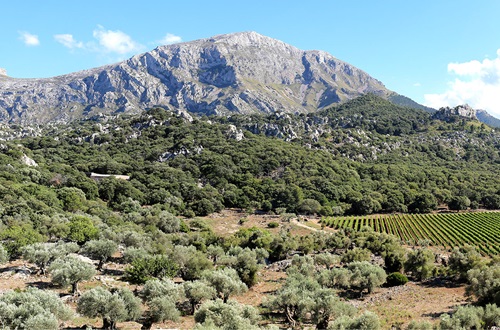 Mallorca-vineyards