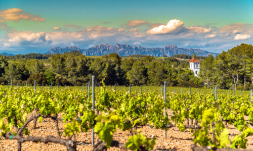 Vineyards,At,Penedes,Wine,Region,With,A,Beautiful,Cellar,Tower
