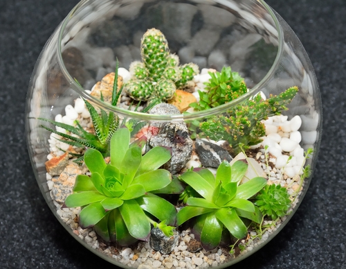 Table,Top,Indoor,Decorative,Miniature,Garden,In,Clear,Glass,With