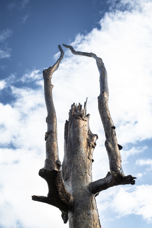Praying_Wood_Kristof_Kintera_07